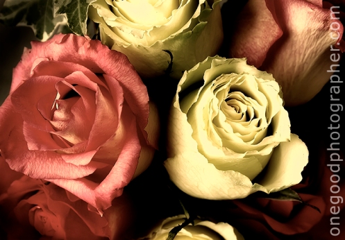 Beautiful Loving Roses