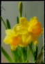 daffodils_2245a-copy